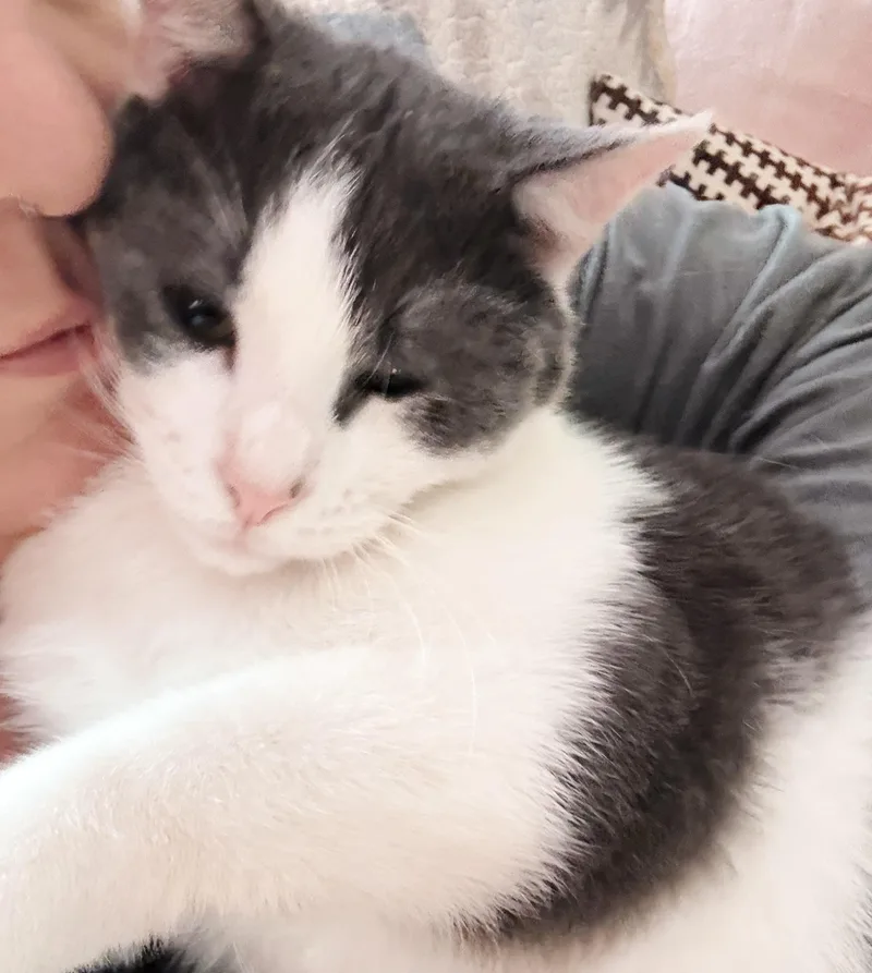 A baby medium-sized male Gray & White Tuxedo cat named Truffle for adoption in Philadelphia, PA