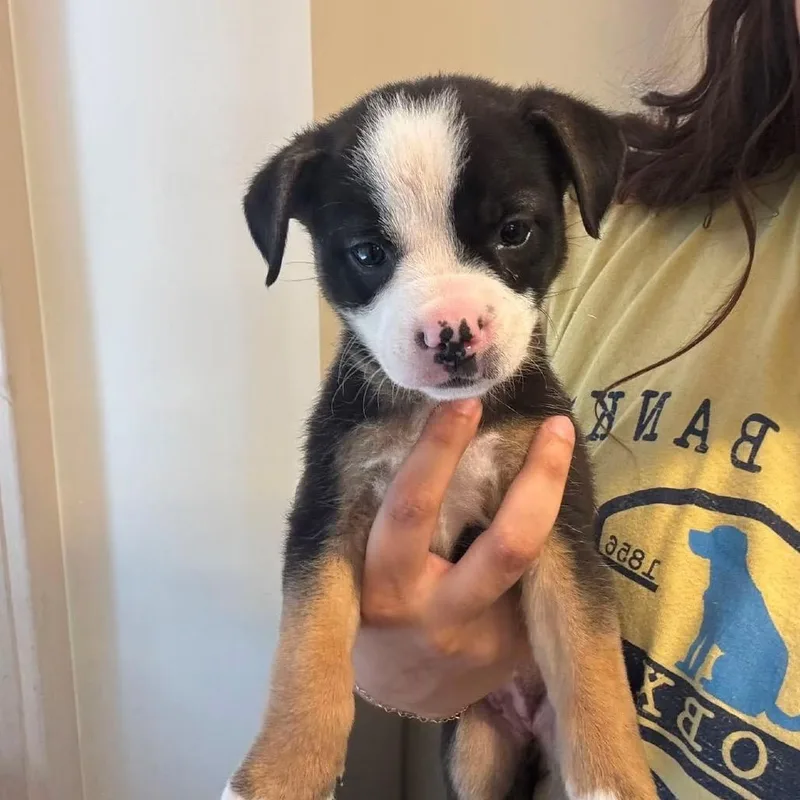 Dottie thumbnail 2
