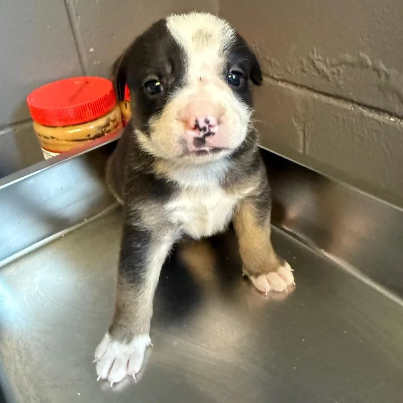 Dottie thumbnail 3