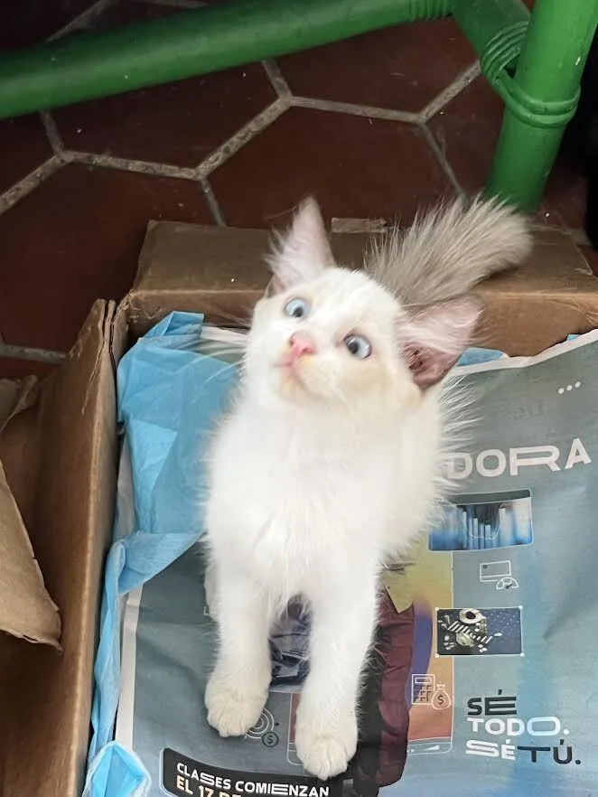 A baby small-sized female White Domestic Short Hair cat named Mota for adoption in Naranjito, PR
