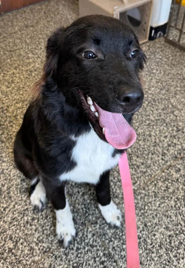 A young large-sized male Mixed Breed dog named Oreo for adoption in Columbia, TN