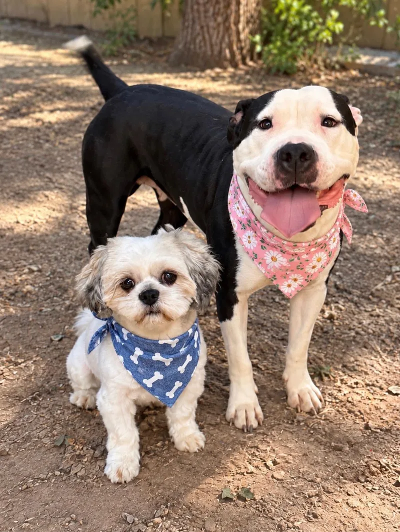 Snoopy and Lucy thumbnail 2