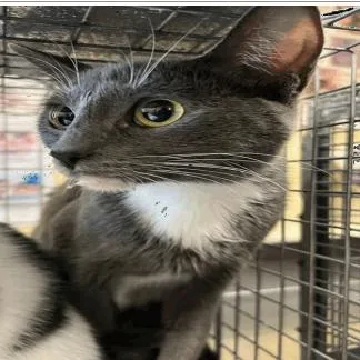 An adult medium-sized female Gray / Blue / Silver Domestic Short Hair cat named Athena for adoption in Tampa, FL
