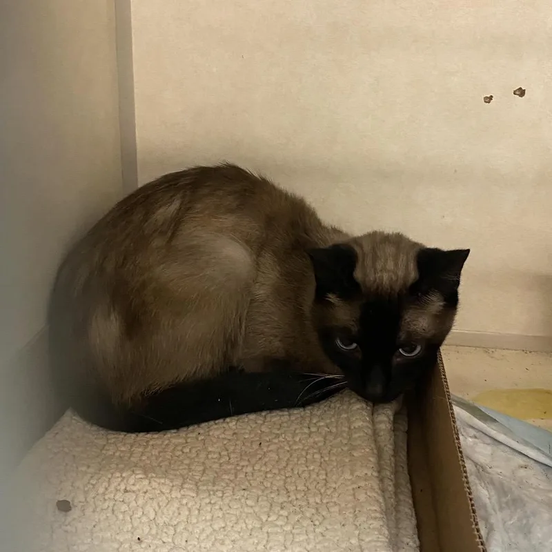 A senior medium-sized male Siamese cat named Junior for adoption in Westminster, CA