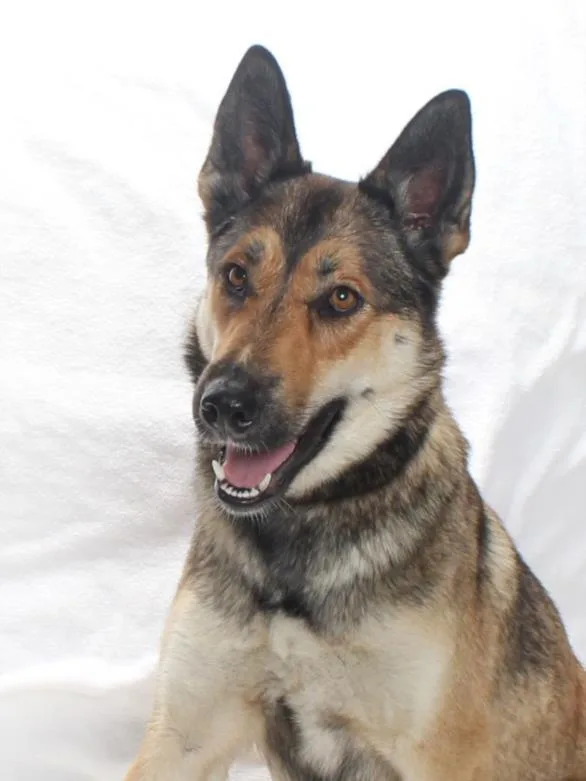 A young large-sized female German Shepherd Dog dog named Iris for adoption in Burbank, CA