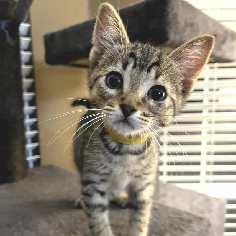 A baby small-sized male Brown / Chocolate Domestic Short Hair cat named Grover Yellow for adoption in Fort Worth, TX