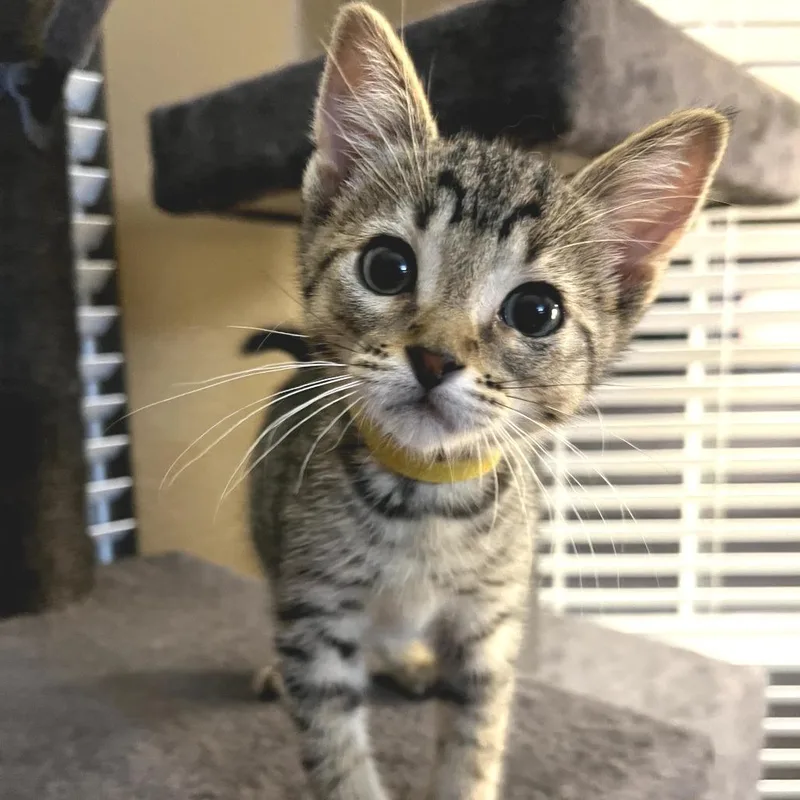 Grover Yellow thumbnail 2