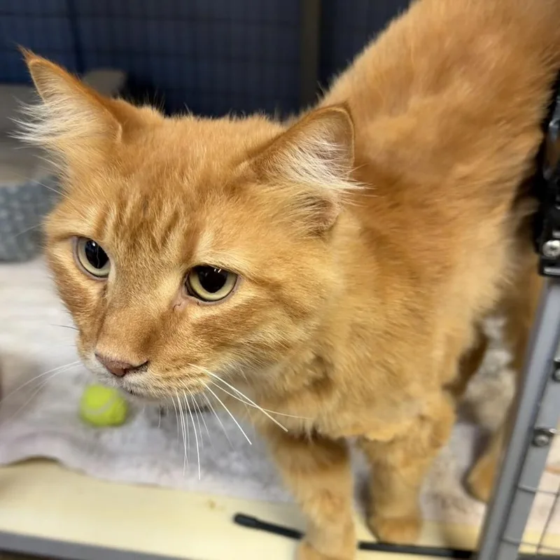 An adult extra large-sized male Orange / Red Domestic Long Hair cat named Franklin for adoption in Tipton, IA