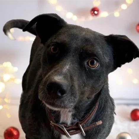 An adult medium-sized female Labrador Retriever dog named Kearney for adoption in Quitman, TX