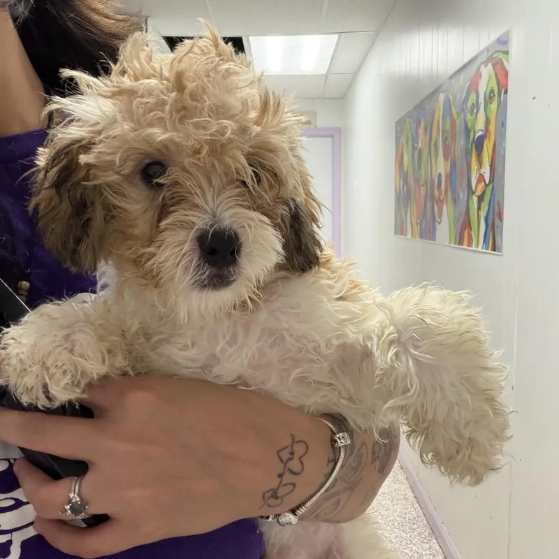 A baby small-sized female Shih Tzu dog named Brind'amour for adoption in Northbrook, IL