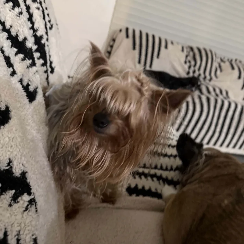 Benjamin thumbnail 4