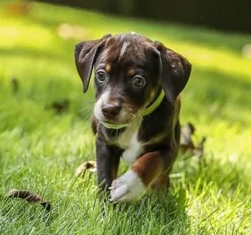 A baby small-sized male Dachshund dog named Teton for adoption in Cumming, GA