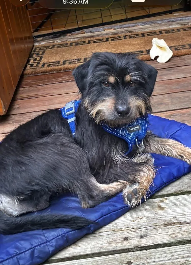 A baby small-sized male Bicolor Yorkshire Terrier dog named Buster for adoption in Rochester, NY