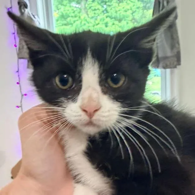 A baby small-sized male Black Domestic Short Hair cat named Jerry for adoption in Winchester, VA