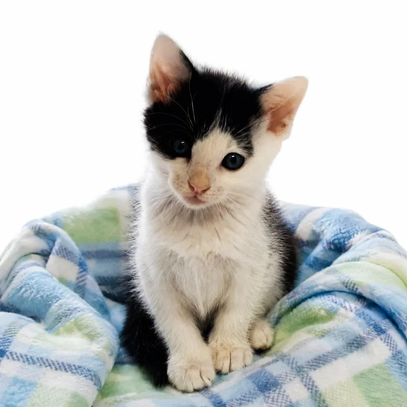 A baby small-sized male Black Domestic Short Hair cat named Loki for adoption in Columbiana, AL