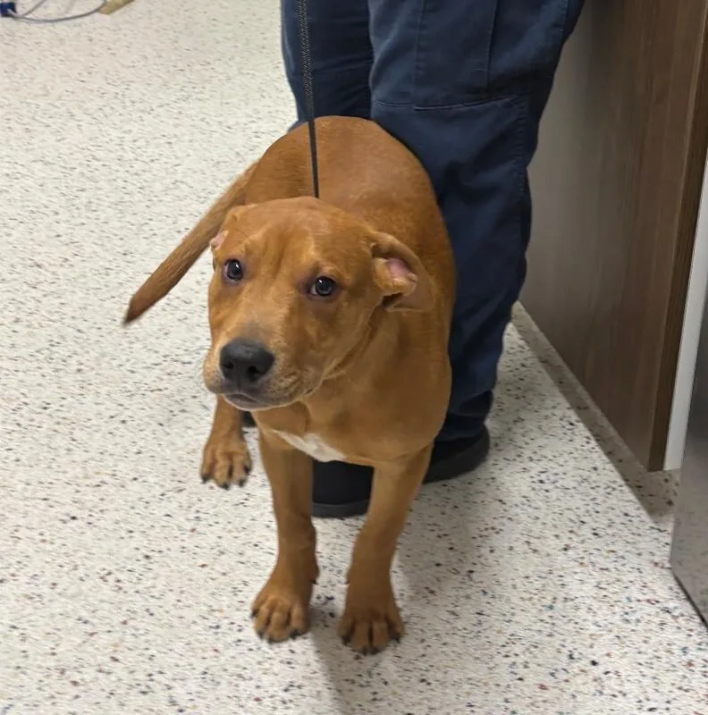 An adult medium-sized male Red / Chestnut / Orange Labrador Retriever dog named Flanagan for adoption in Providence Forge, VA