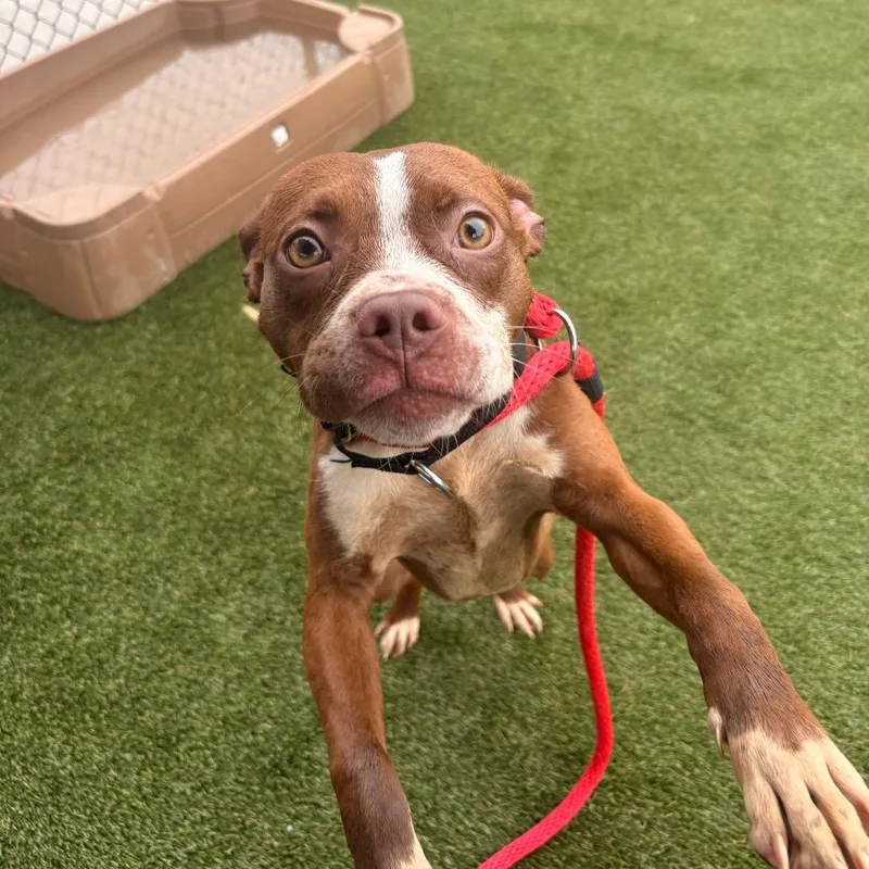 A young medium-sized female Brown / Chocolate Mixed Breed dog named Lilac for adoption in Philadelphia, PA