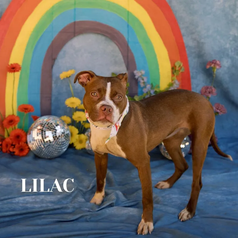 Lilac thumbnail 2