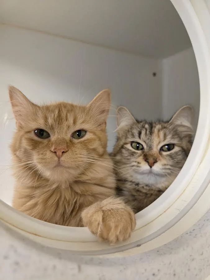 Cara  Jamie  thumbnail 2