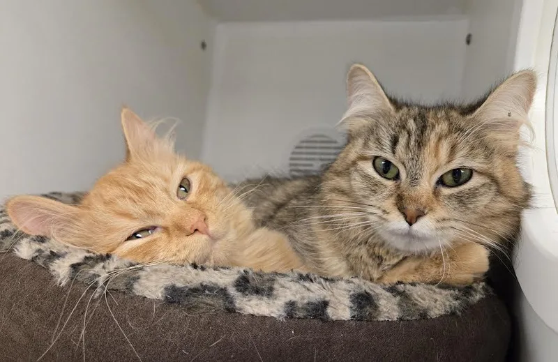 Cara  Jamie  thumbnail 4