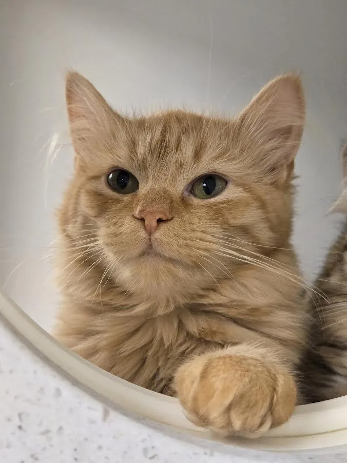 Cara  Jamie  thumbnail 5