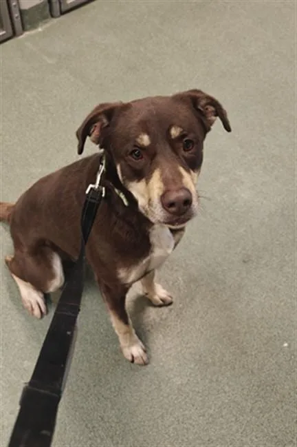 A young large-sized male Mixed Breed dog named Duke for adoption in Santa Fe, NM