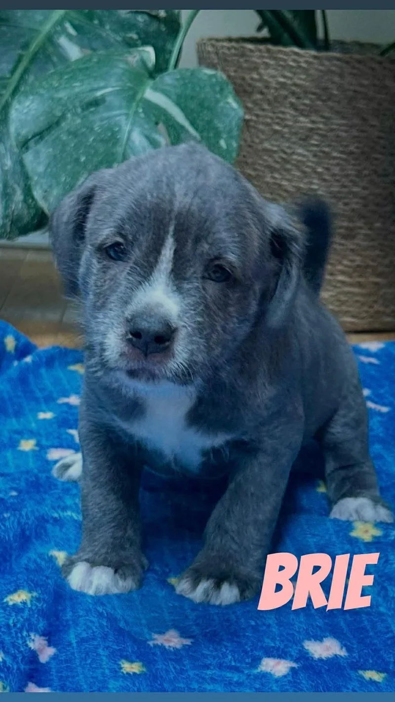 A baby medium-sized female Gray / Blue / Silver Pit Bull Terrier dog named Brie for adoption in Clay, NY