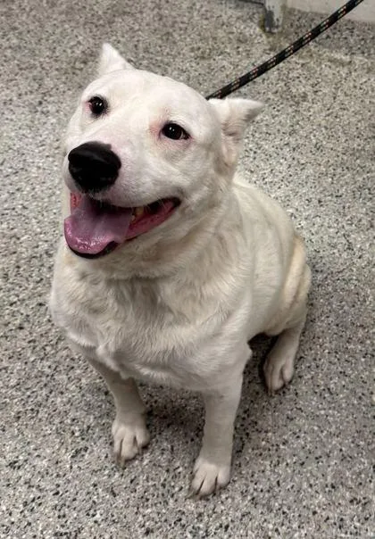 An adult large-sized male White / Cream Mixed Breed dog named Finch for adoption in Kansas City, MO