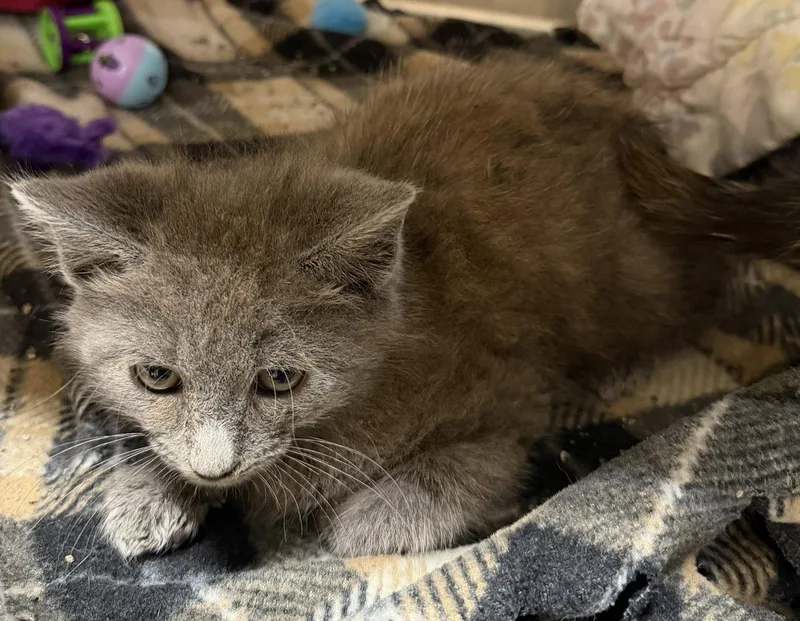 A young medium-sized male Gray / Blue / Silver Domestic Short Hair cat named Rory for adoption in Elkins, WV
