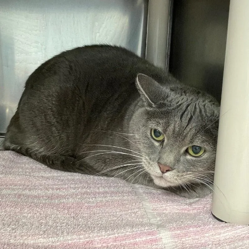 A senior medium-sized female Domestic Short Hair cat named Lia for adoption in Roanoke, VA