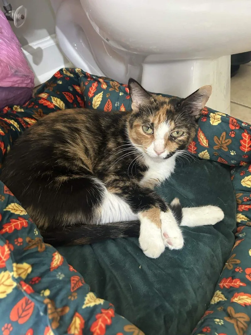 An adult medium-sized female Calico Domestic Short Hair cat named Penny for adoption in Raleigh, NC