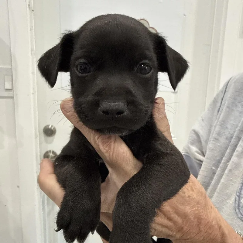 A baby medium-sized male Chihuahua dog named Scoop for adoption in Sacramento, CA