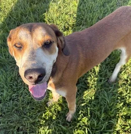 A young medium-sized male Hound dog named Oliver for adoption in Conway, SC