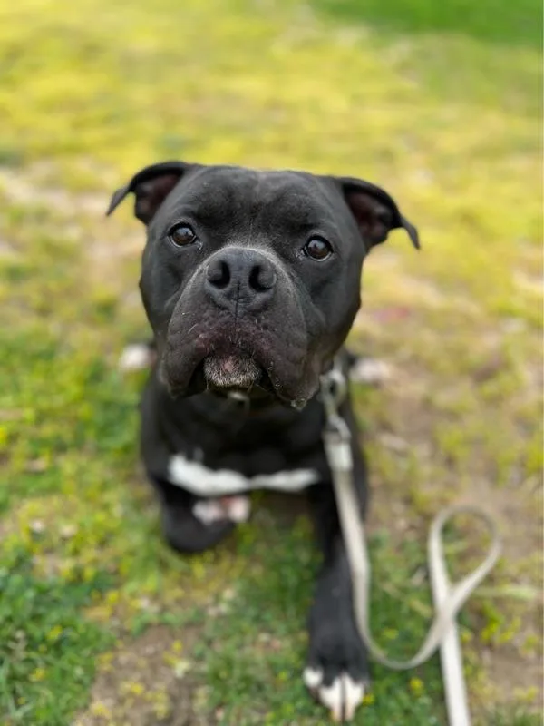An adult large-sized male Pit Bull Terrier dog named Yoshi for adoption in Escondido, CA