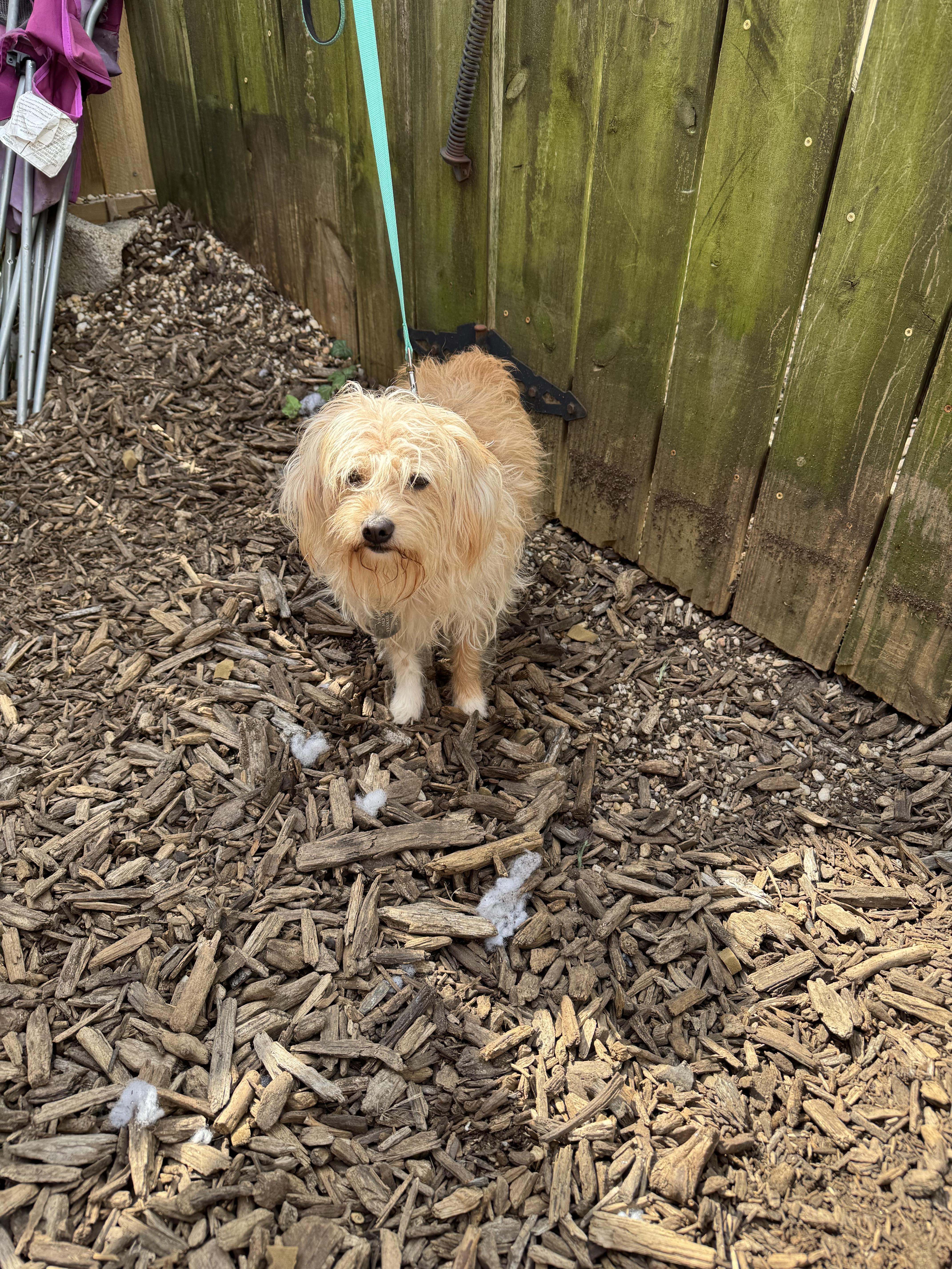 An adult small-sized female Terrier dog named Pookie for adoption in Ellicott City, MD