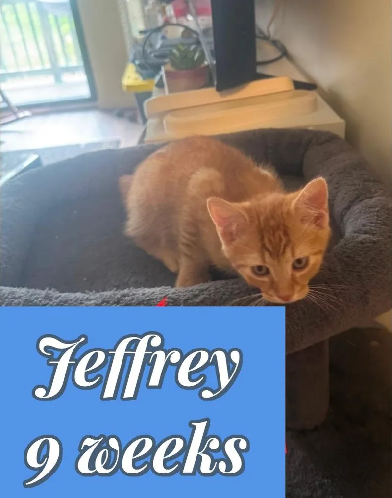 Jeffrey