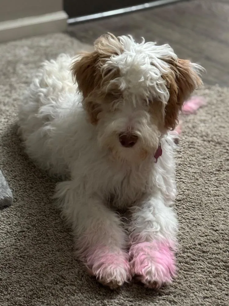 A baby small-sized female Australian Shepherd dog named Bubblegum for adoption in Plymouth, MN