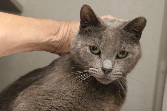 An adult small-sized male Russian Blue cat named Greyson for adoption in Tucson, AZ