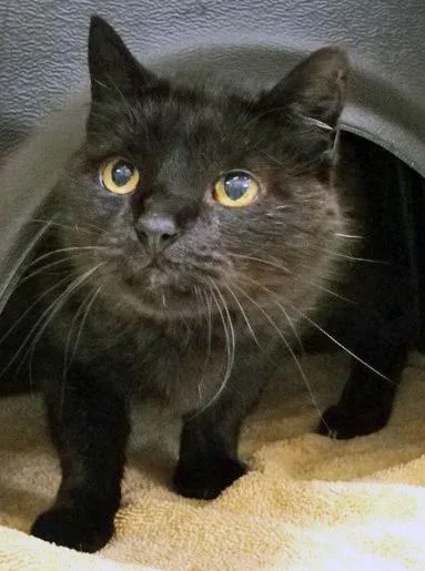 An adult medium-sized male Domestic Short Hair cat named Ziggy for adoption in Fishers, IN
