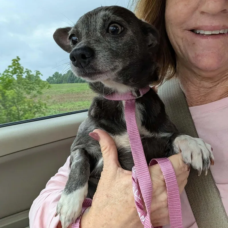 An adult small-sized female Chihuahua dog named Meemaw for adoption in Hopkinton, MA