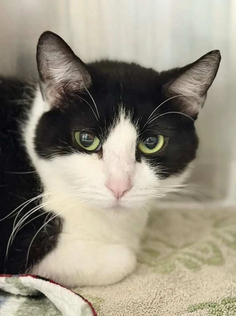 An adult medium-sized female Domestic Short Hair cat named Bluebell for adoption in Menomonie, WI