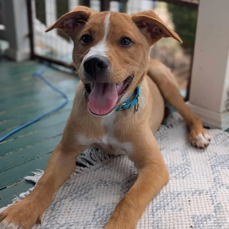 A baby medium-sized male Yellow / Tan / Blond / Fawn Mixed Breed dog named Ceylon for adoption in Fredericksburg, VA