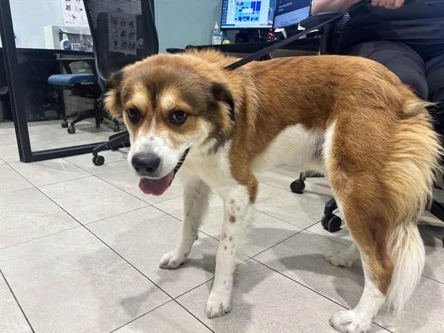 A young large-sized male Australian Shepherd dog named Ranger for adoption in Garland, TX