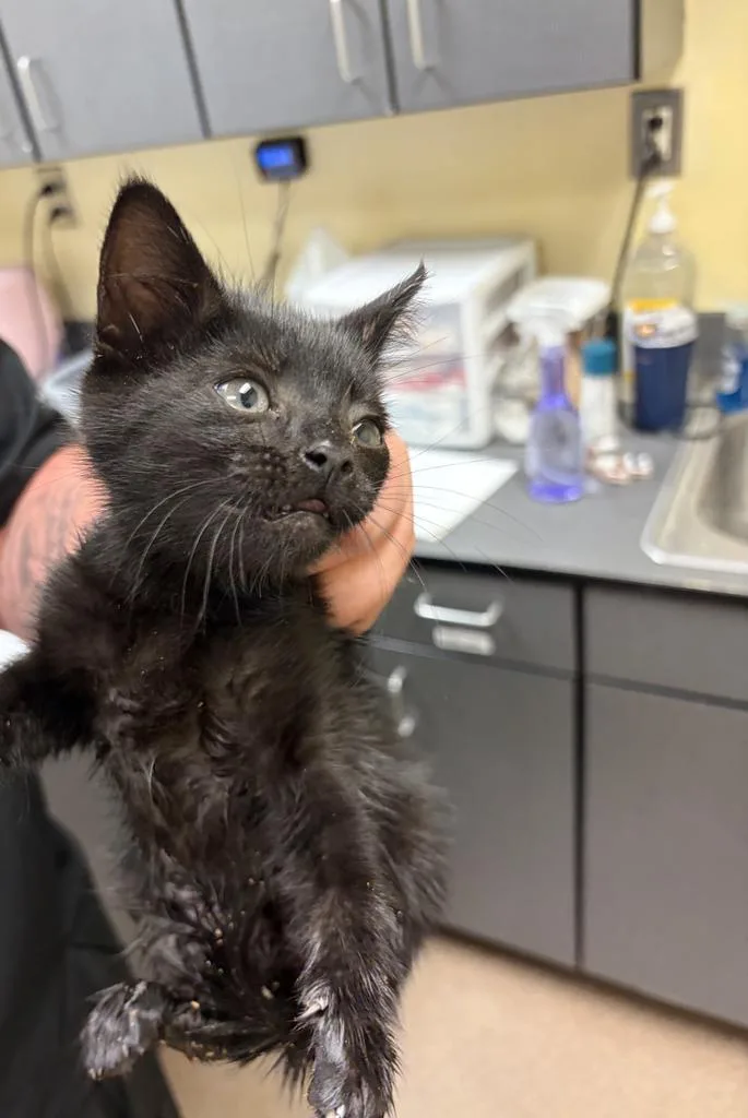 A baby medium-sized female Domestic Short Hair cat named Celery for adoption in Florence, SC