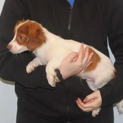 A baby small-sized male Chihuahua dog named Mace for adoption in Elk Grove Village, IL