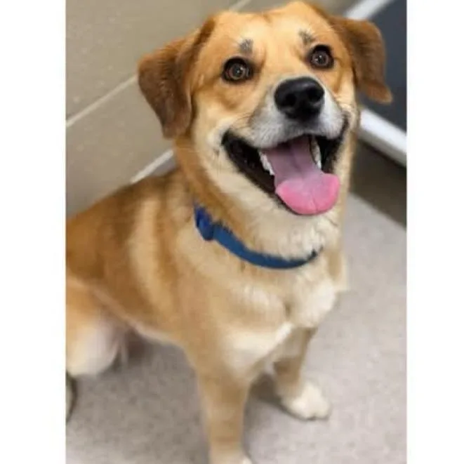 A young medium-sized male Labrador Retriever dog named Mason for adoption in Novelty, OH