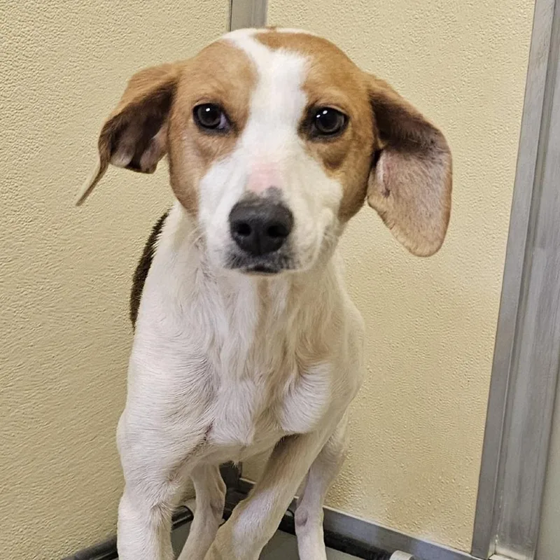 An adult medium-sized female White / Cream Hound dog named Lucille for adoption in Lynchburg, VA