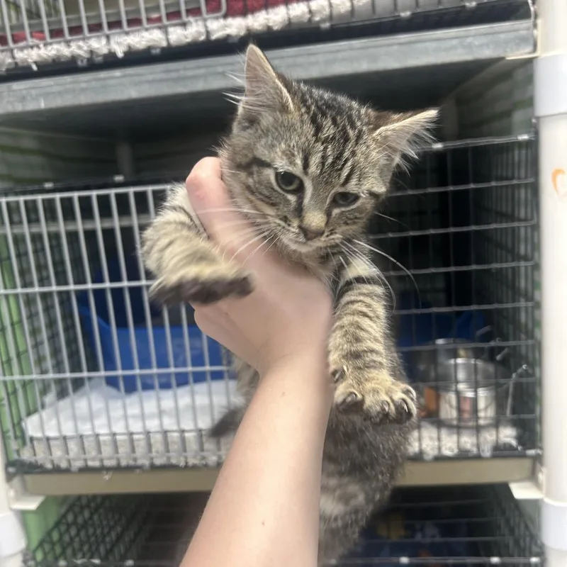 A baby small-sized male Brown / Chocolate Domestic Short Hair cat named Bernard for adoption in Milford, IA