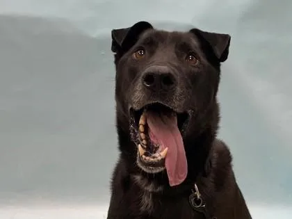 An adult large-sized male Labrador Retriever dog named Denver for adoption in Coon Rapids, MN