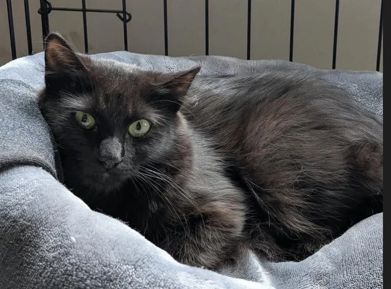 A young small-sized female Domestic Long Hair cat named Willow Grifols for adoption in Poplar Grove, IL